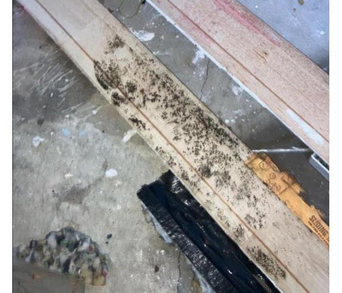 mold on baseboard 